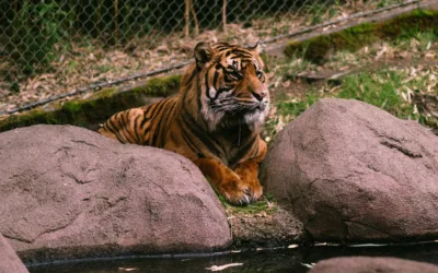 A tiger resting at the Bronx Zoo