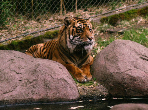 Wildlife Conservation Society: Bronx Zoo