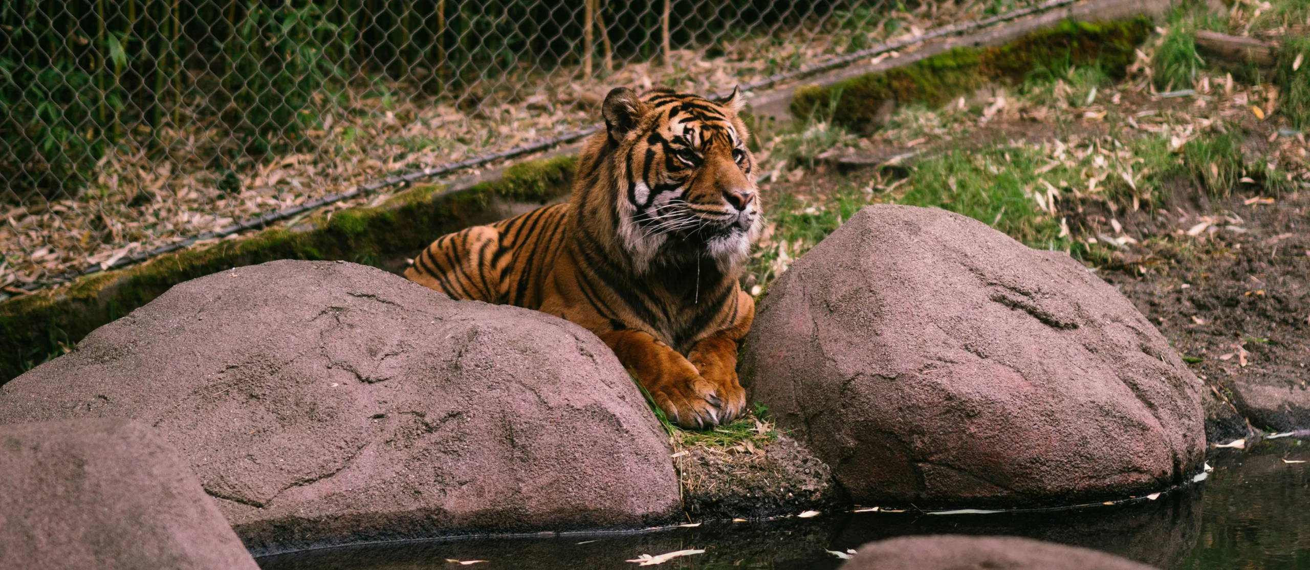 Wildlife Conservation Society: Bronx Zoo A tiger resting at the Bronx Zoo