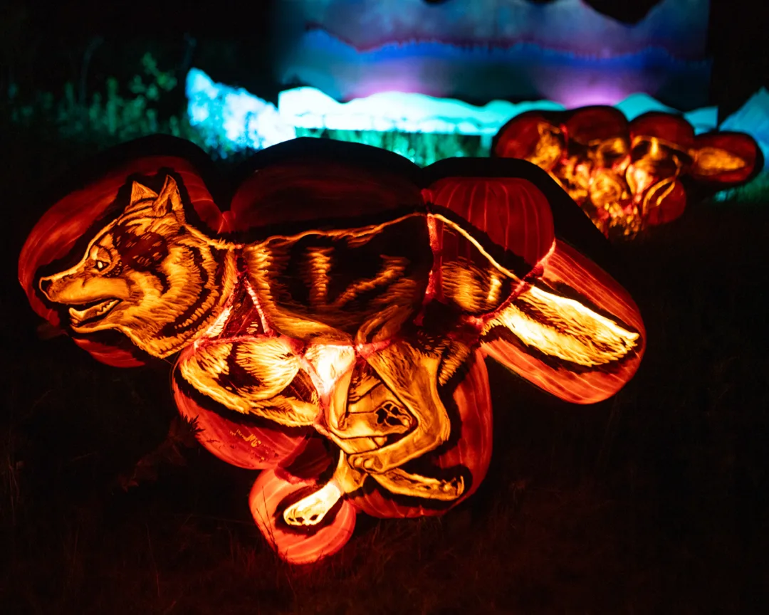 Bronx Zoo Boo at the Zoo pumpkin craving of a wolf running